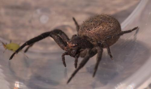 Réf. 345 505 : Xysticus sp.